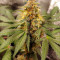 Amnesia Lemon Seeds