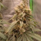 Achetez des graines féminisées Grandmommy Purple par Herbies Seeds