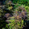 Dos Si Dos 33 Seeds (Barney's Farm) - Cannabis Strain Seeds for Sale
