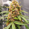 Runtz Autoflower Feminized Seeds (Easy Grow Seeds)