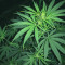 Russian Haze Auto Seeds