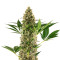 Sensi #219 Auto feminized seeds
