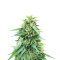 Somango XXL (Nirvana Seeds)