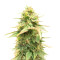 Graines féminisées de Sour Diesel (Barney's Farm)