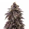 Auto Strawberry Soda Seeds (Dutch Passion)