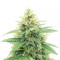 Graines de cannabis Banana Diesel (Holy Smoke Seeds)