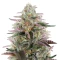 Semi Femminizzati Banana Krumble (Green House Seeds)