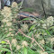 Blackberry Gum Seeds