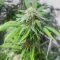 Blueberry Hill Seeds (Herbies Seeds)