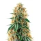 CBD Mazar Seeds