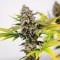 Cinderella 99 Feminized Seeds (Brothers Grimm Seeds)