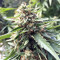 DJ’s Gold feminized seeds