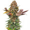 Florida Gaspack (Humboldt Seeds Organization)
