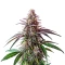 Fruity Pebbles Seeds