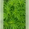 Gelato 44 (Tyson S) Seeds