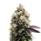 Kyle’s Sweet Island Seeds