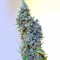 Graines de cannabis Malawi x PCK Regular (Ace Seeds)