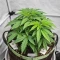 Sementes Feminizadas de Rainbow Melon (Fast Buds)