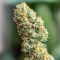 Graines de cannabis Strawberry AKeil (Serious Seeds)