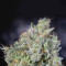 THC Bomb Seeds