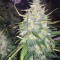 Semi femminizzati Trans Siberian Auto