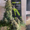 Super Silver Haze Seeds (Green House Seeds)