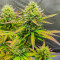 Wedding Cake Autoflower Feminized Seeds (Easy Grow Seeds)
