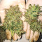 Semi di Tangerine Dream Auto fem