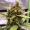 Semi femminizzati originali Auto Chemdawg