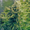 Think Different Auto Seeds feminized cannabis Auto Seeds