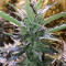 Mexican Airlines Auto (Fast Buds)