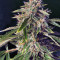 Alien Technology (Big Head Seeds)