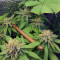 Auto Ghost OG Seeds