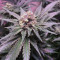 Big Bud XXL (Ministry Of Cannabis)