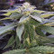 Cheese feminized seeds (Big Buddha Seeds)