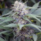 Black Domina 98 x ErdPurt (Ace Seeds)
