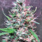 Bruce Banner #3 Seeds (Big Head Seeds)