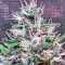 Bruce Banner #3 Seeds (Big Head Seeds)