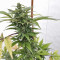Dinamed Kush CBD Autoflowering feminized seeds