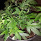 Dogstar Dawg (Big Head Seeds)