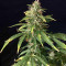Dreamberry Auto feminized seeds