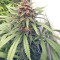 Durban Seeds (CannaBioGen)