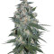 Ketama Regular seeds