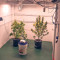 Kripple Roulette (Dr. Krippling Seeds)