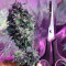 Laughing Buddha feminized seeds