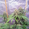 OG Kush CBD (Dinafem Seeds)