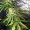 OG Kush CBD (Dinafem Seeds)