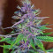 Pakistan Chitral Kush feminized seeds (Ace Seeds)
