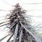 Purple Haze x Malawi (Ace Seeds)