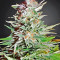 Super Auto Lemon Haze (Original Sensible Seeds)